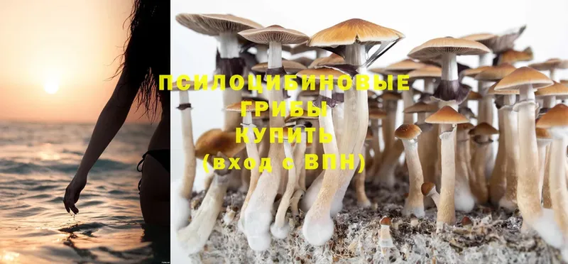 Псилоцибиновые грибы Psilocybe  купить наркотики цена  Арамиль 